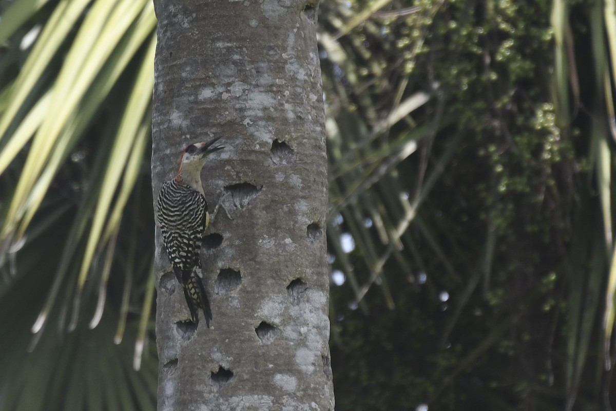 West Indian Woodpecker - Brian Browne
