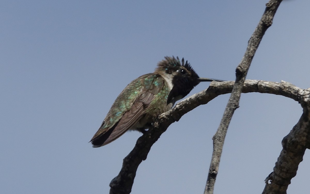 Costa's Hummingbird - ML60860231