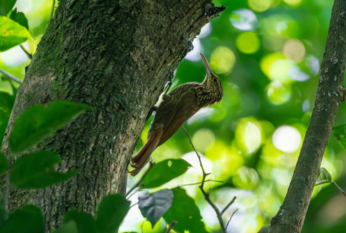Ivory-billed Woodcreeper - ML608602373