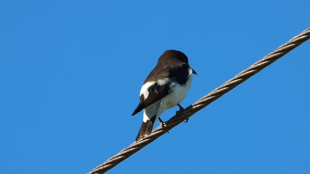 Fiji Woodswallow - ML608602490