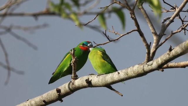 Double-eyed Fig-Parrot - ML608602629