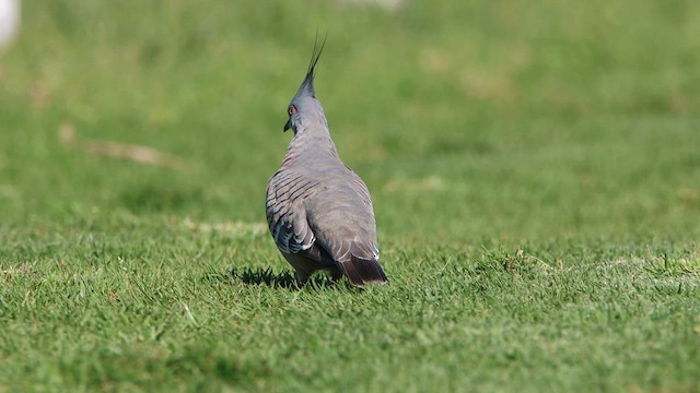 Crested Pigeon - ML608602962