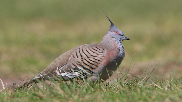 Crested Pigeon - ML608602964