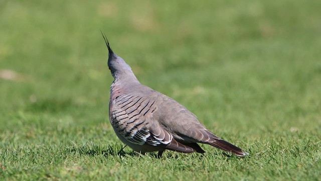 Crested Pigeon - ML608602982