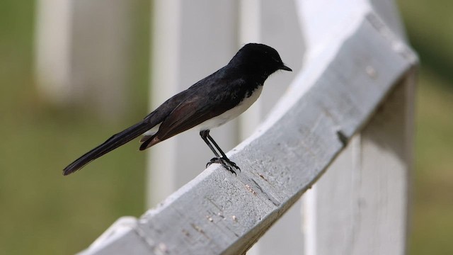Willie-wagtail - ML608603179