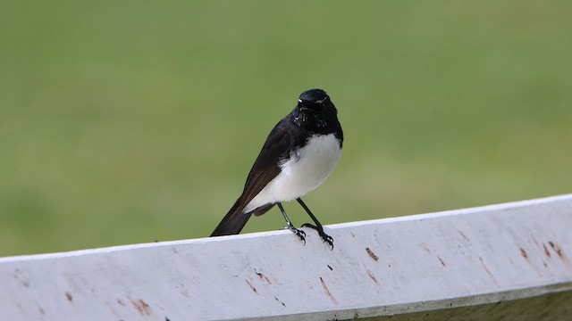 Willie-wagtail - ML608603180