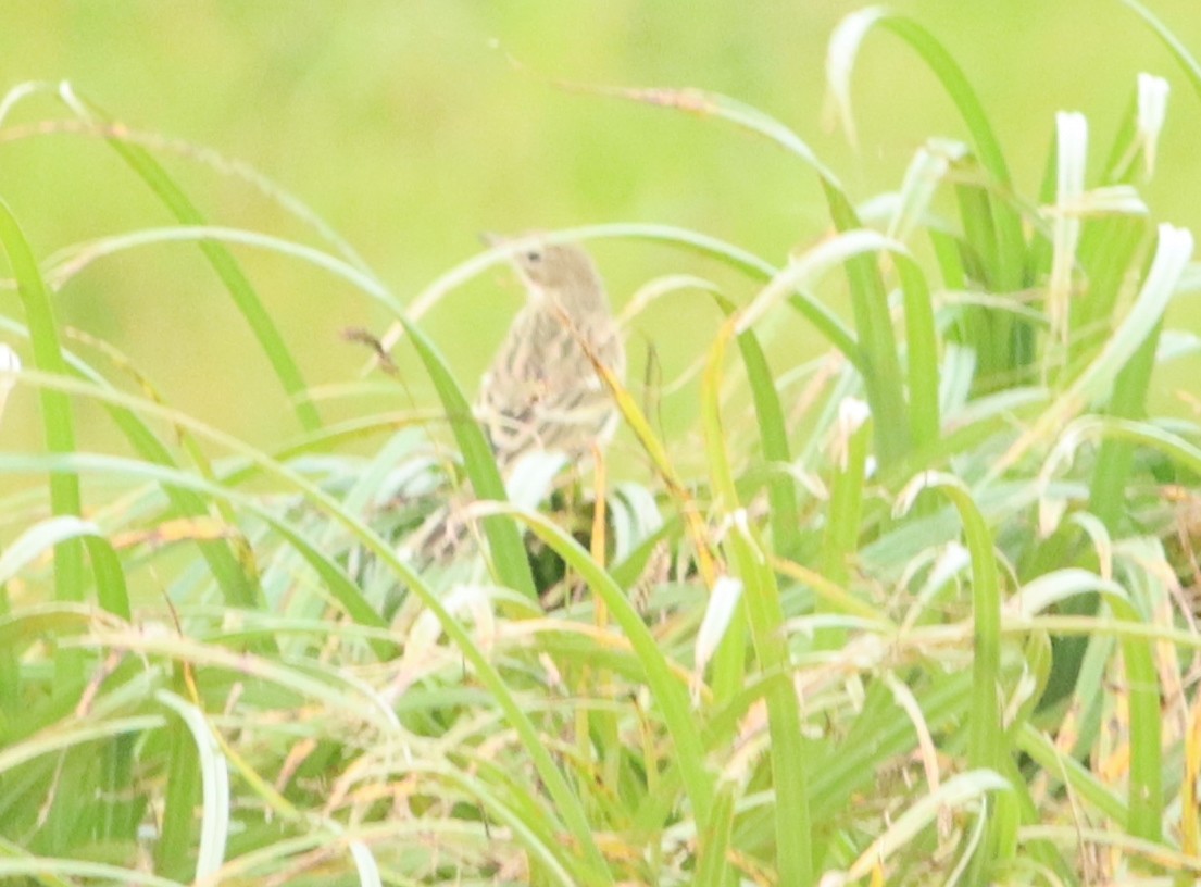 Red-throated Pipit - ML608603254