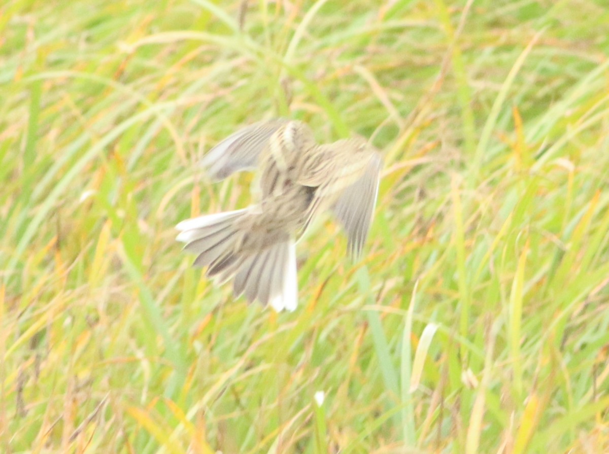 Red-throated Pipit - ML608603256