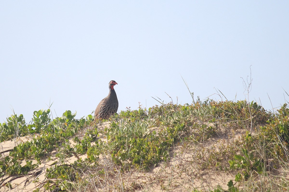 Red-necked Spurfowl - ML608603499