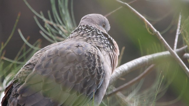 Spotted Dove - ML608603585