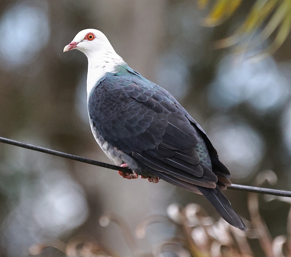White-headed Pigeon - ML608603823