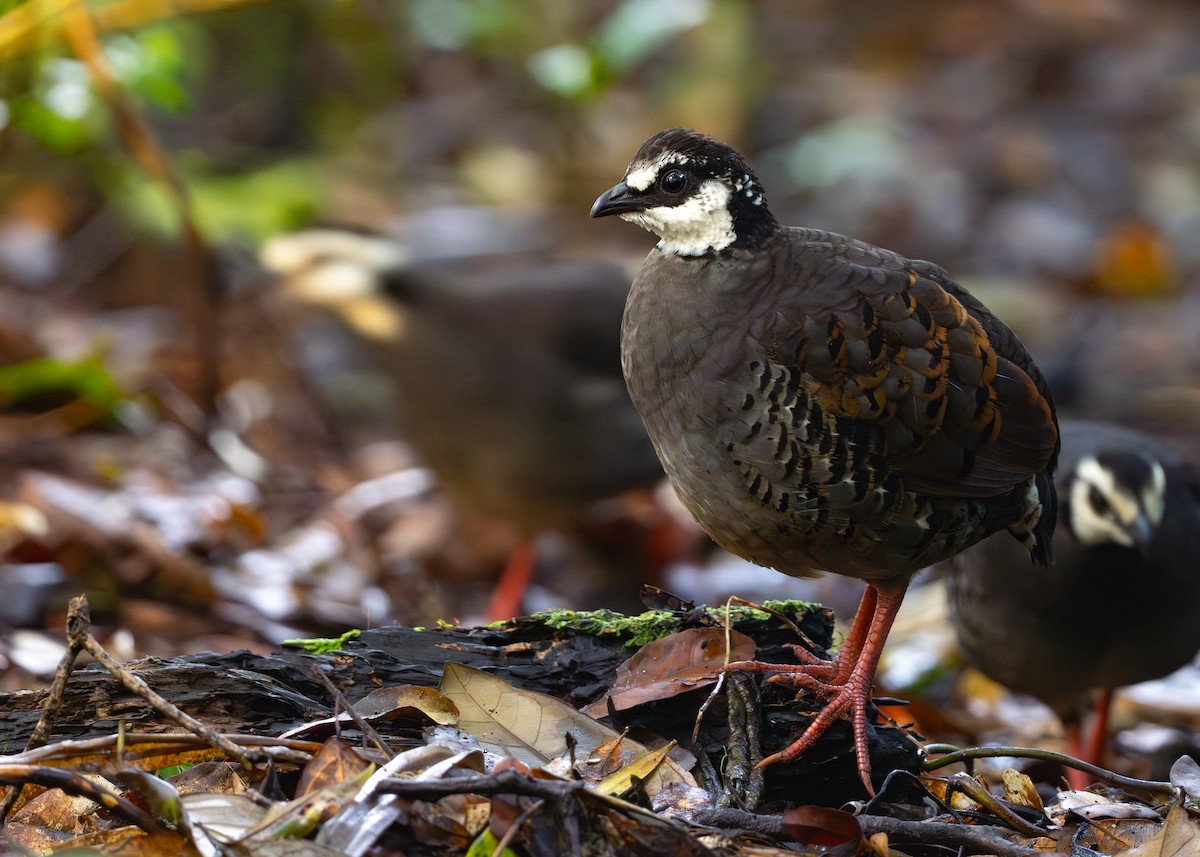 Gray-breasted Partridge - ML608604103