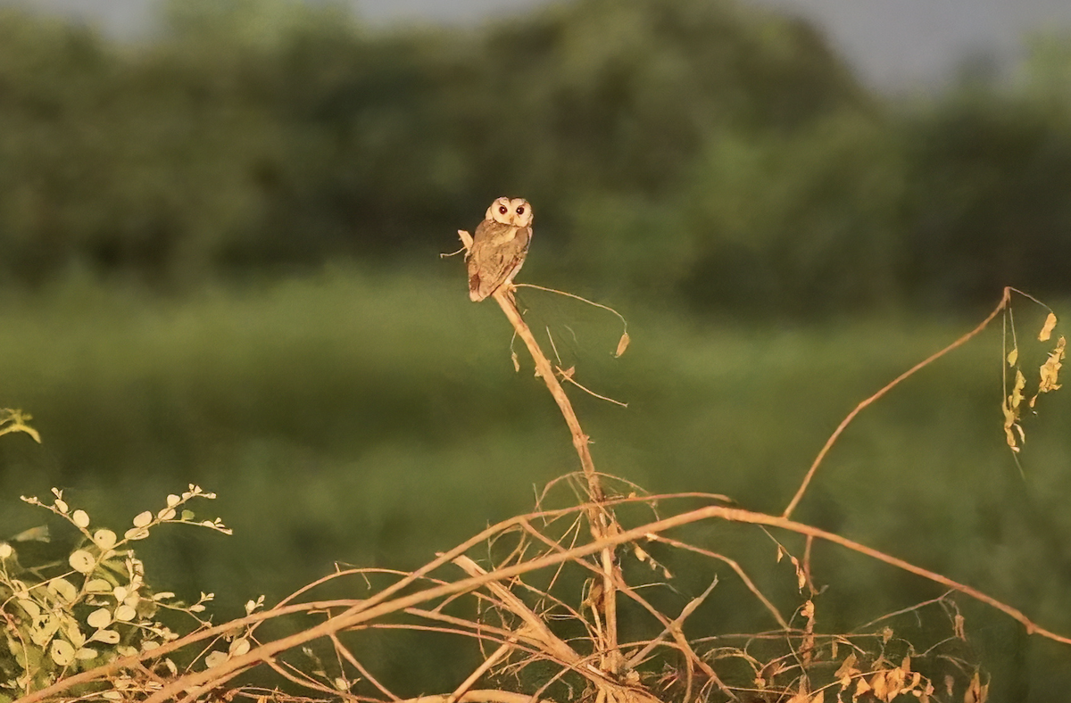 Indian Scops-Owl - Aman Gujar