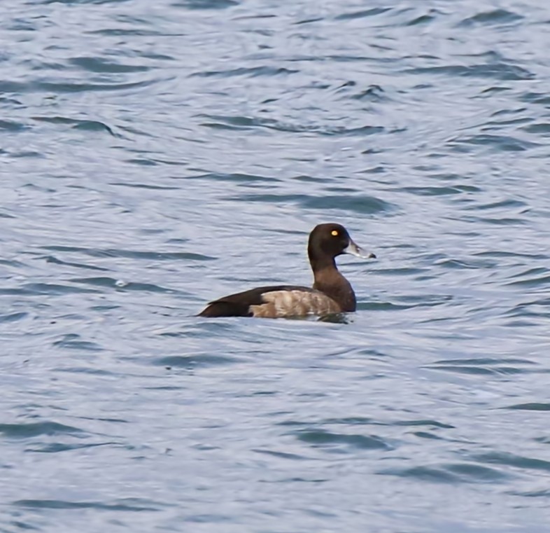 Greater Scaup - ML608604691