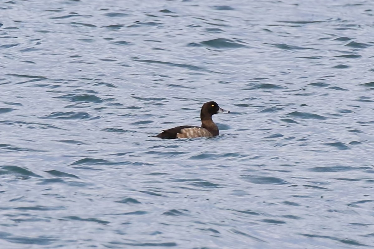 Greater Scaup - ML608604692