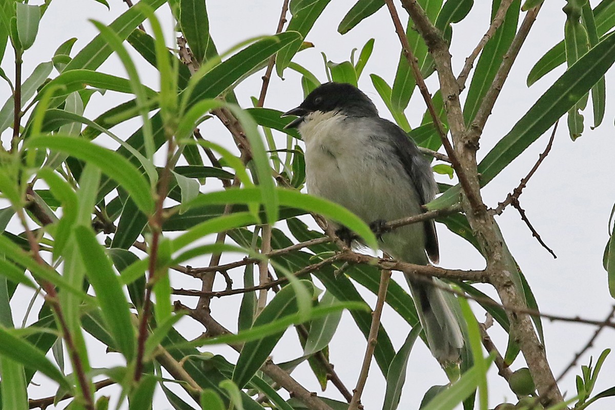 Black-capped Warbling Finch - ML608604953