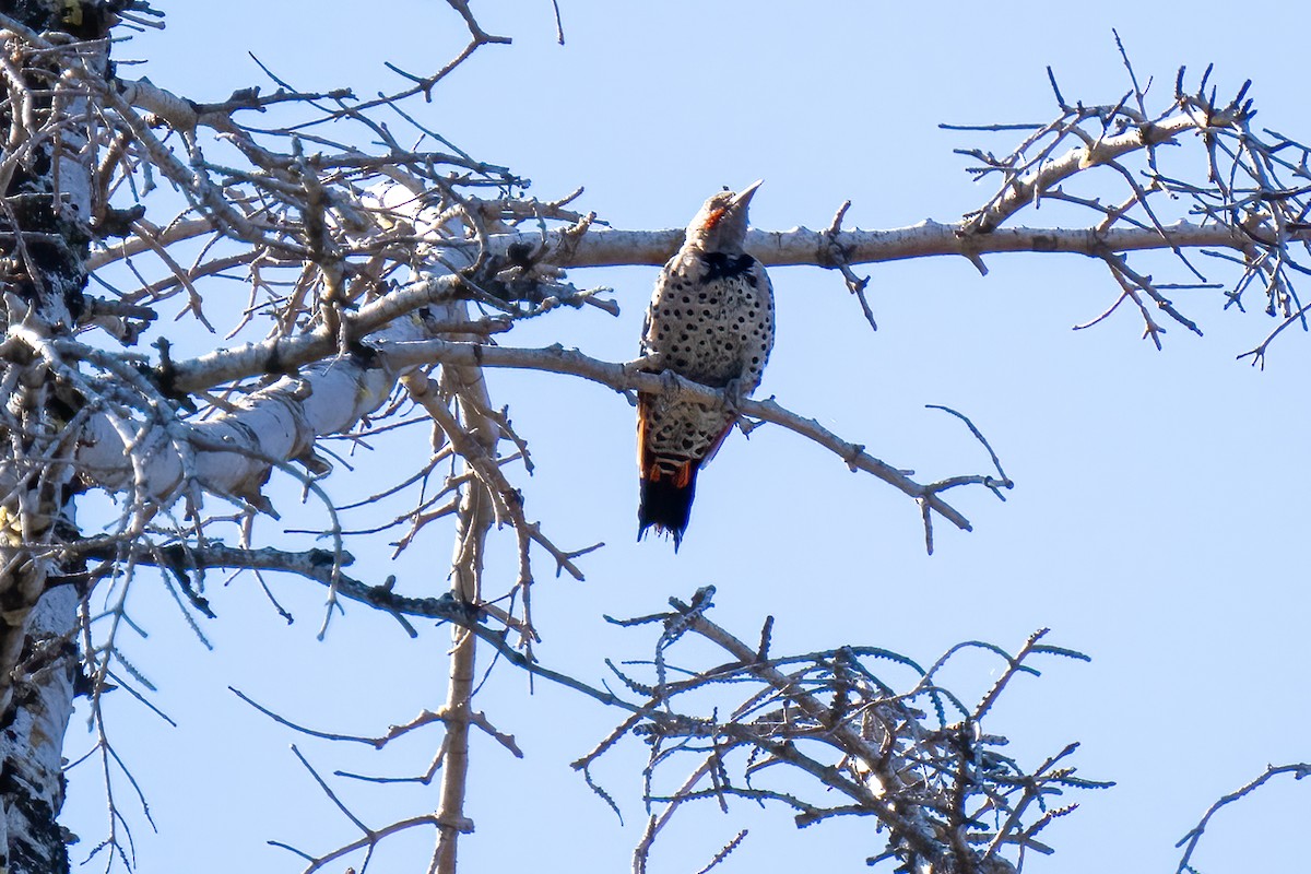 Northern Flicker (Red-shafted) - ML608605542