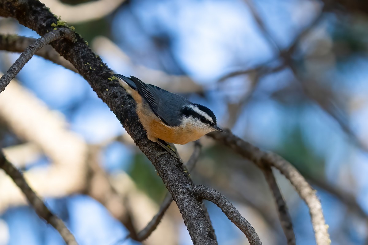 Red-breasted Nuthatch - ML608605554