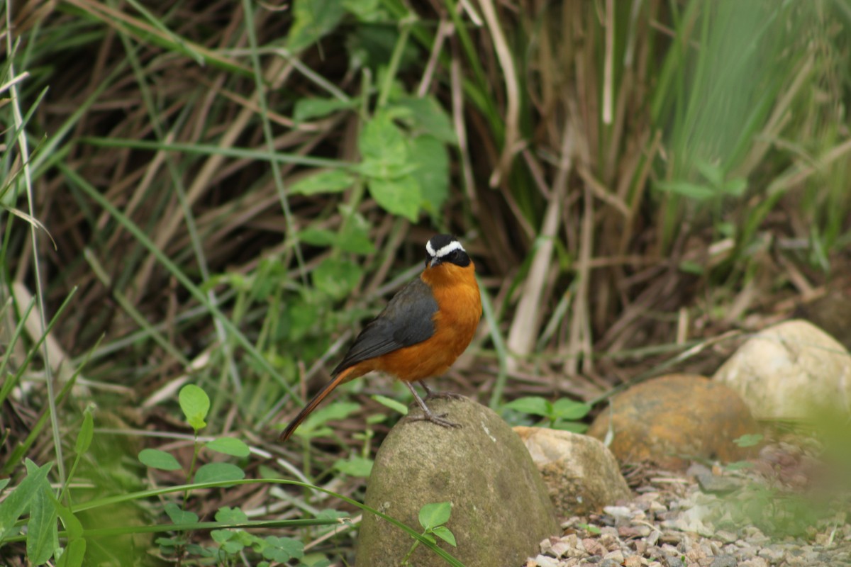 White-browed Robin-Chat - ML608606180