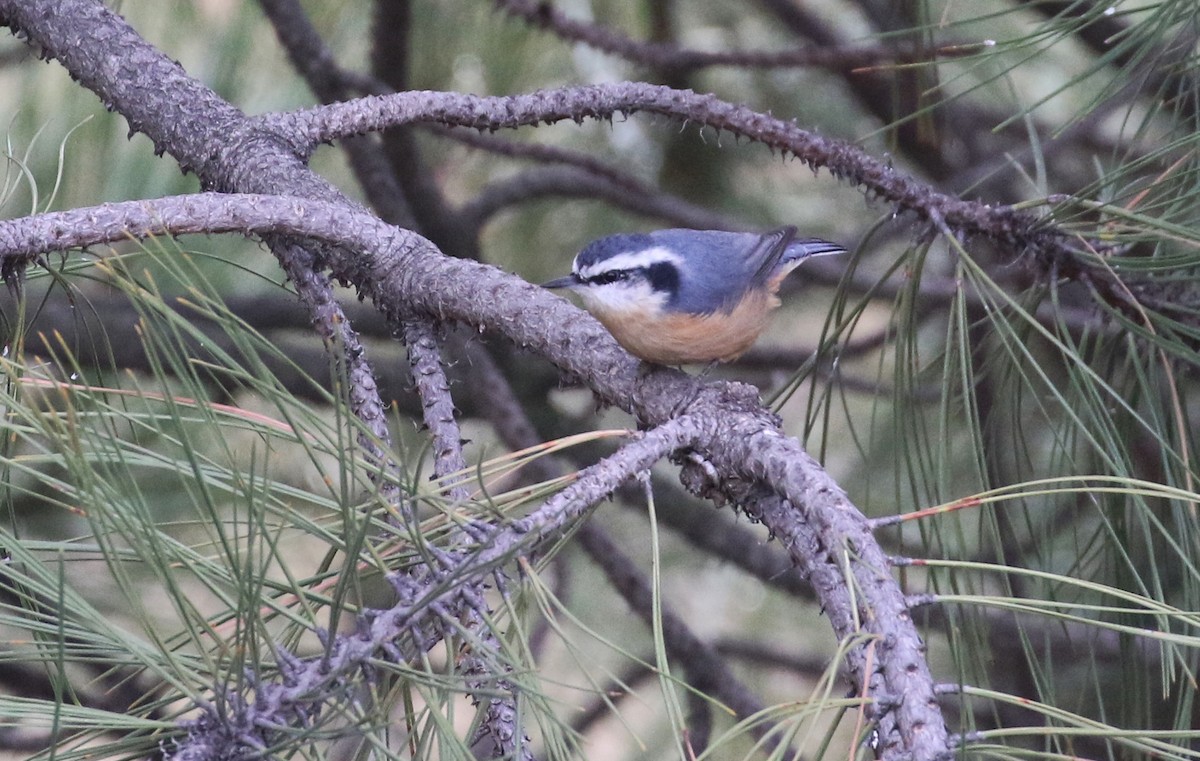 Red-breasted Nuthatch - ML608606410