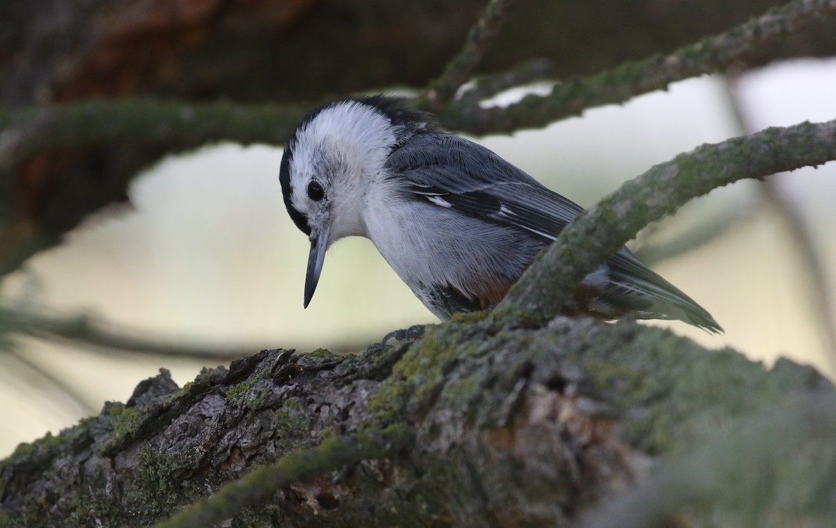 White-breasted Nuthatch - ML608606414