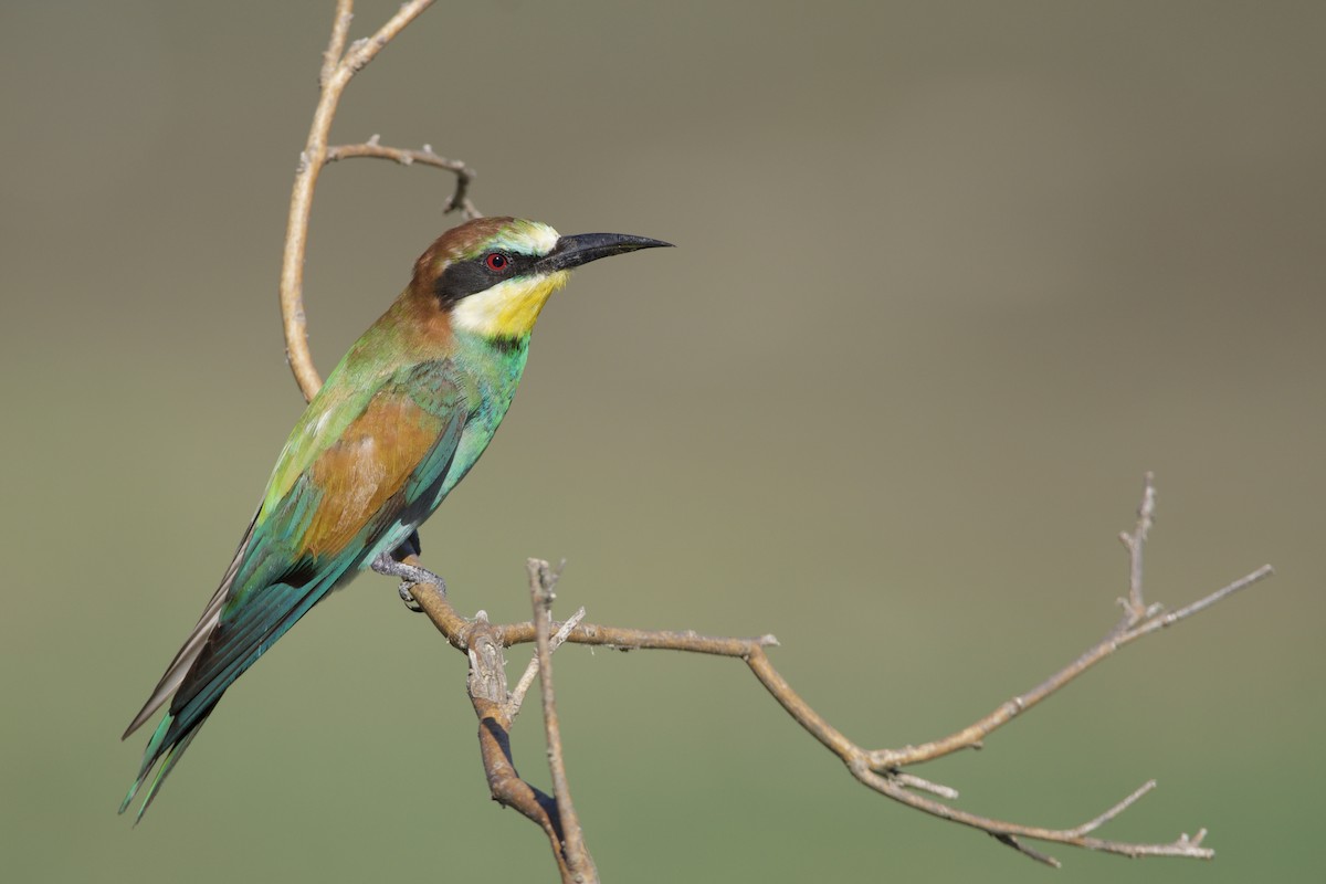 European Bee-eater - ML608606435
