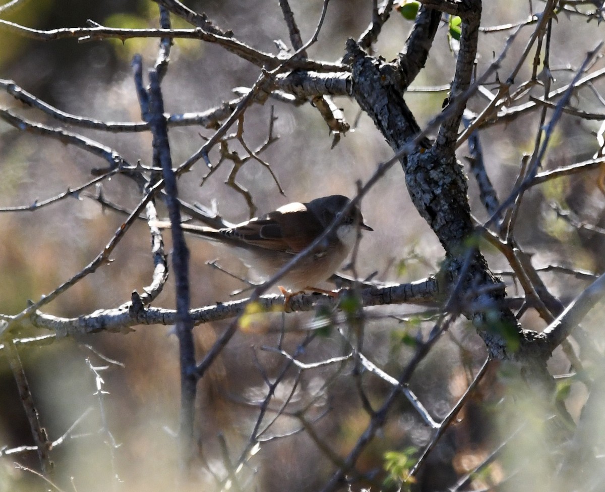 Spectacled Warbler - ML608606551