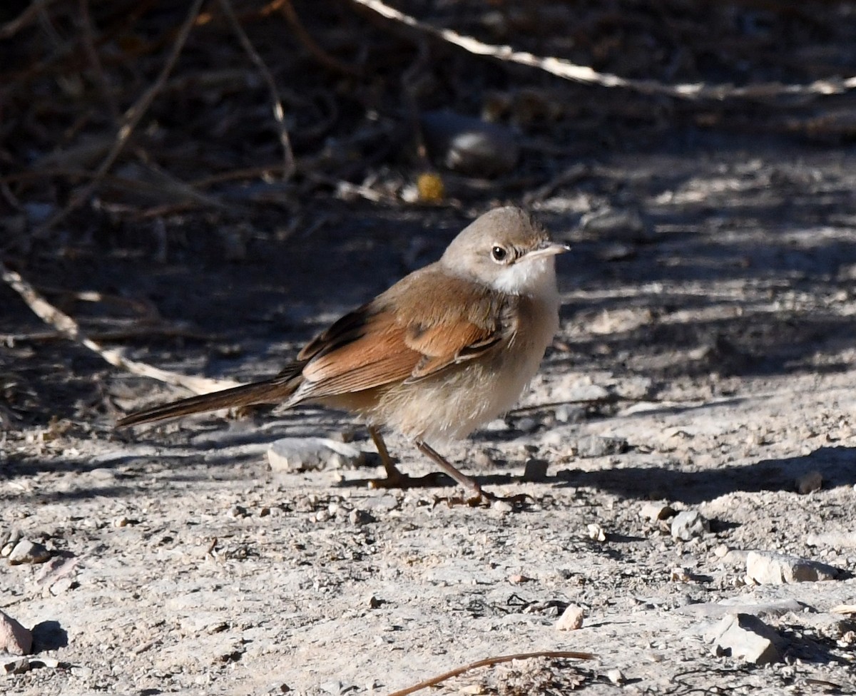 Spectacled Warbler - ML608606611