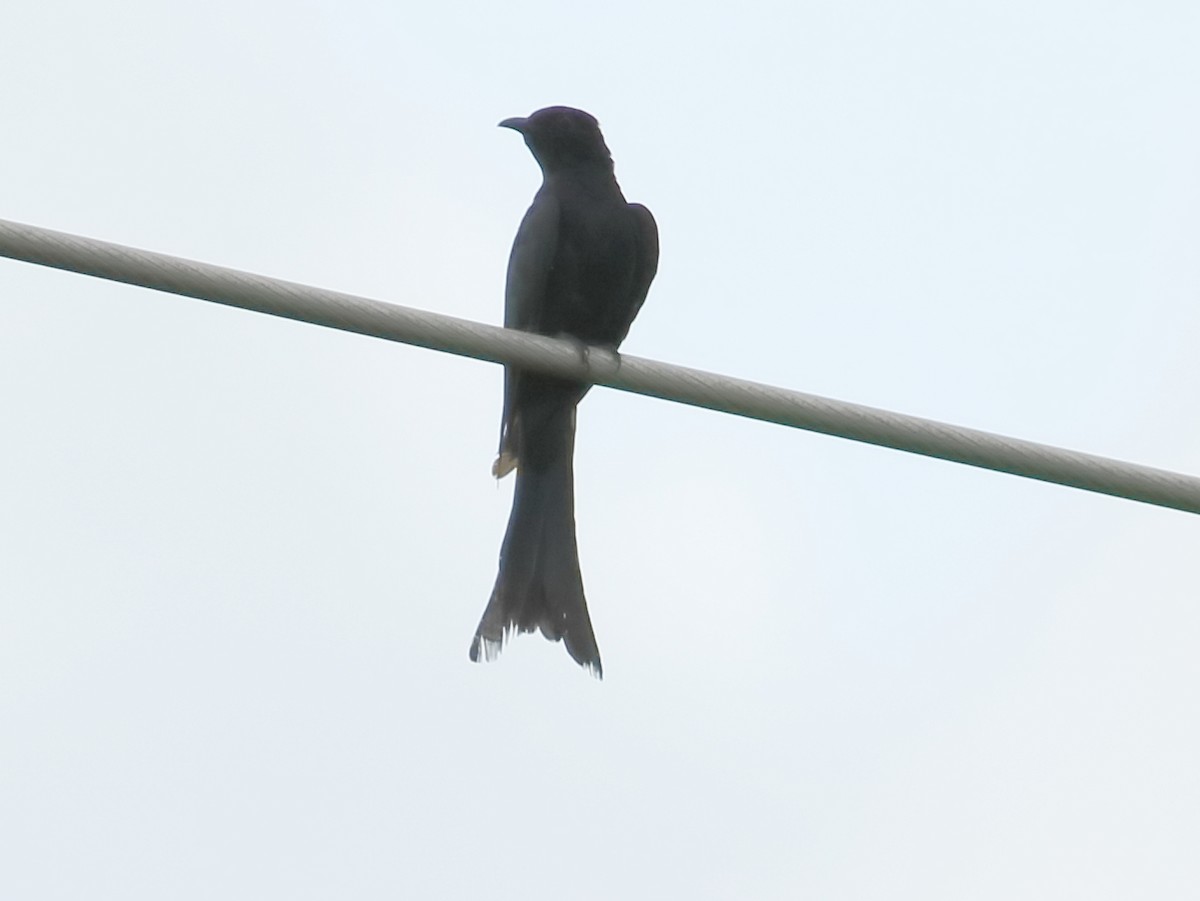 Fork-tailed Drongo-Cuckoo - ML608607167
