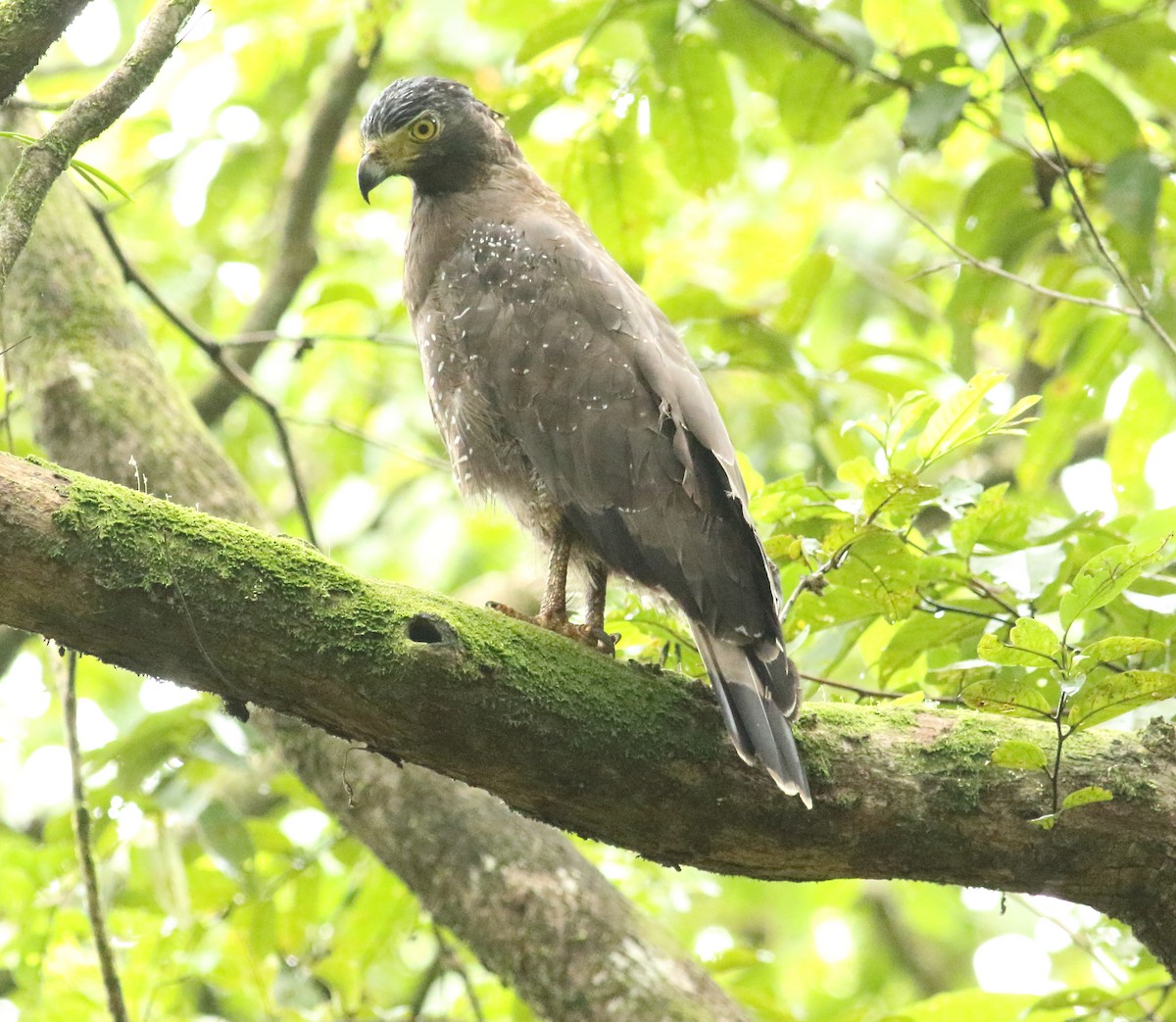 Crested Serpent-Eagle - ML608607686
