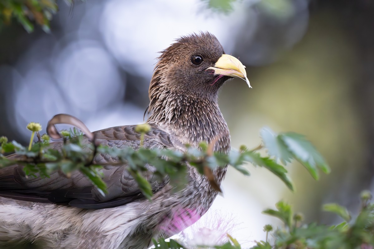 Eastern Plantain-eater - ML608607851