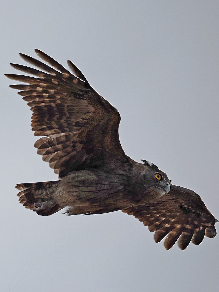 Dusky Eagle-Owl - ML608608414