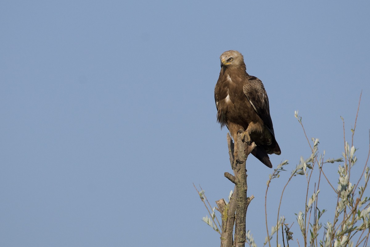 Lesser Spotted Eagle - ML608608492