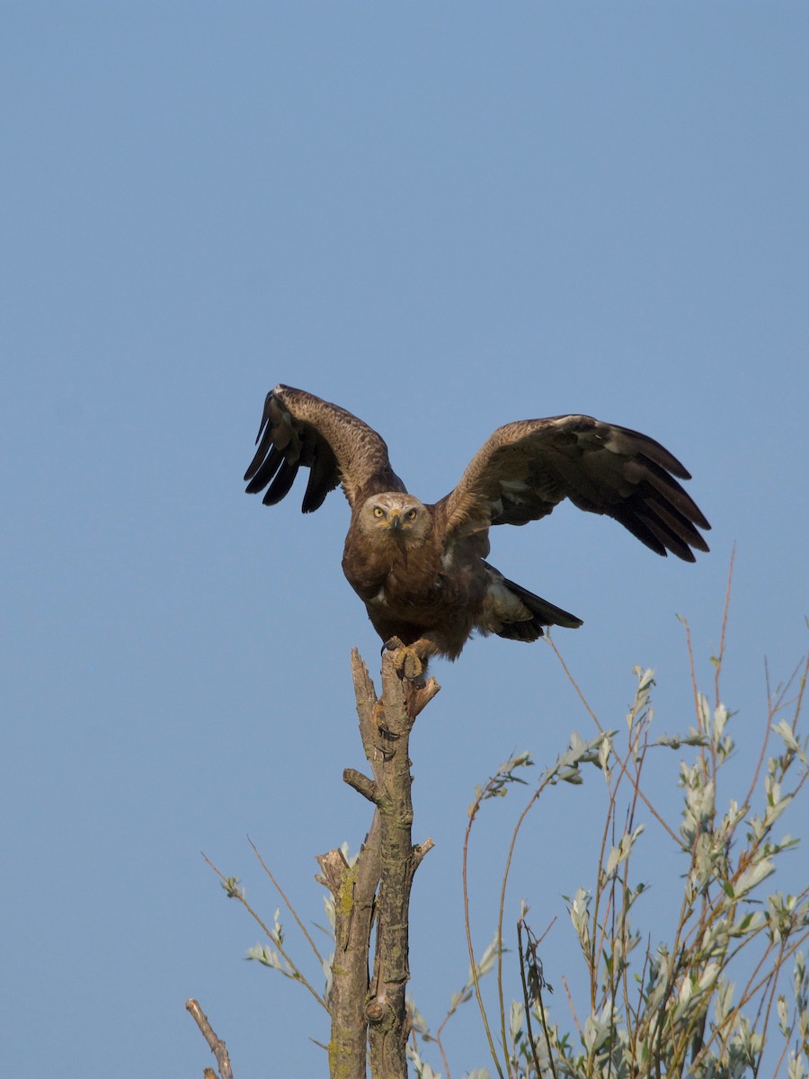 Lesser Spotted Eagle - Giorgos Kouthouridis