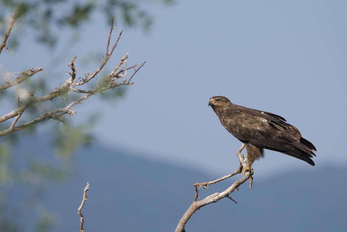 Lesser Spotted Eagle - ML608608496