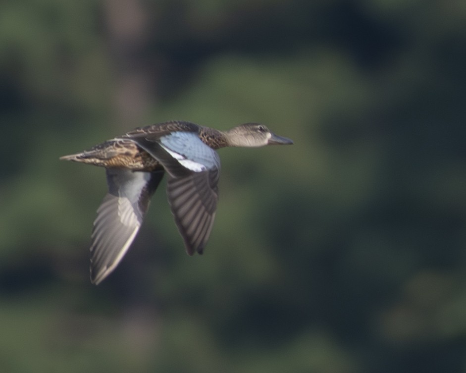 Blue-winged Teal - ML608608651