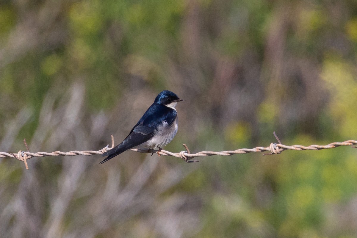 Pearl-breasted Swallow - ML608609240