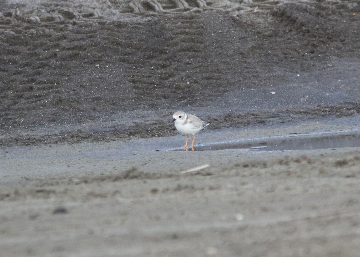 Piping Plover - ML608609761