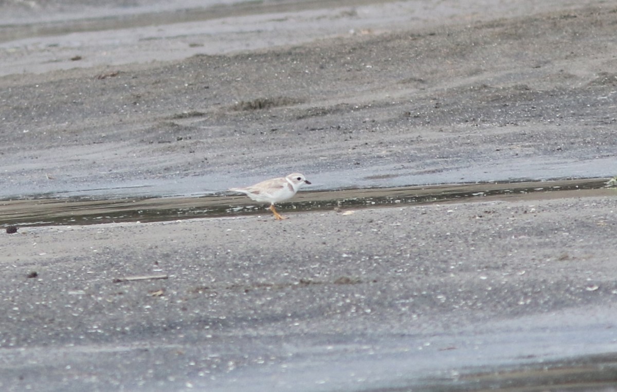 Piping Plover - ML608609847