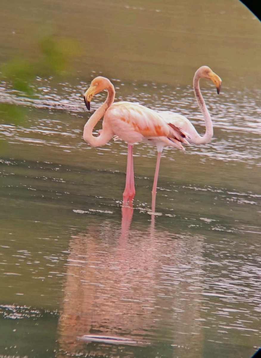 Amerika Flamingosu - ML608610133