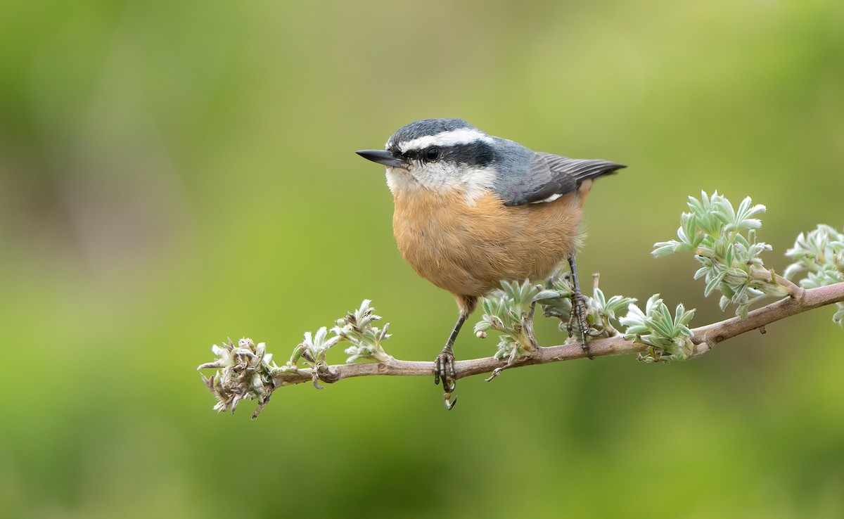 Red-breasted Nuthatch - ML608610650