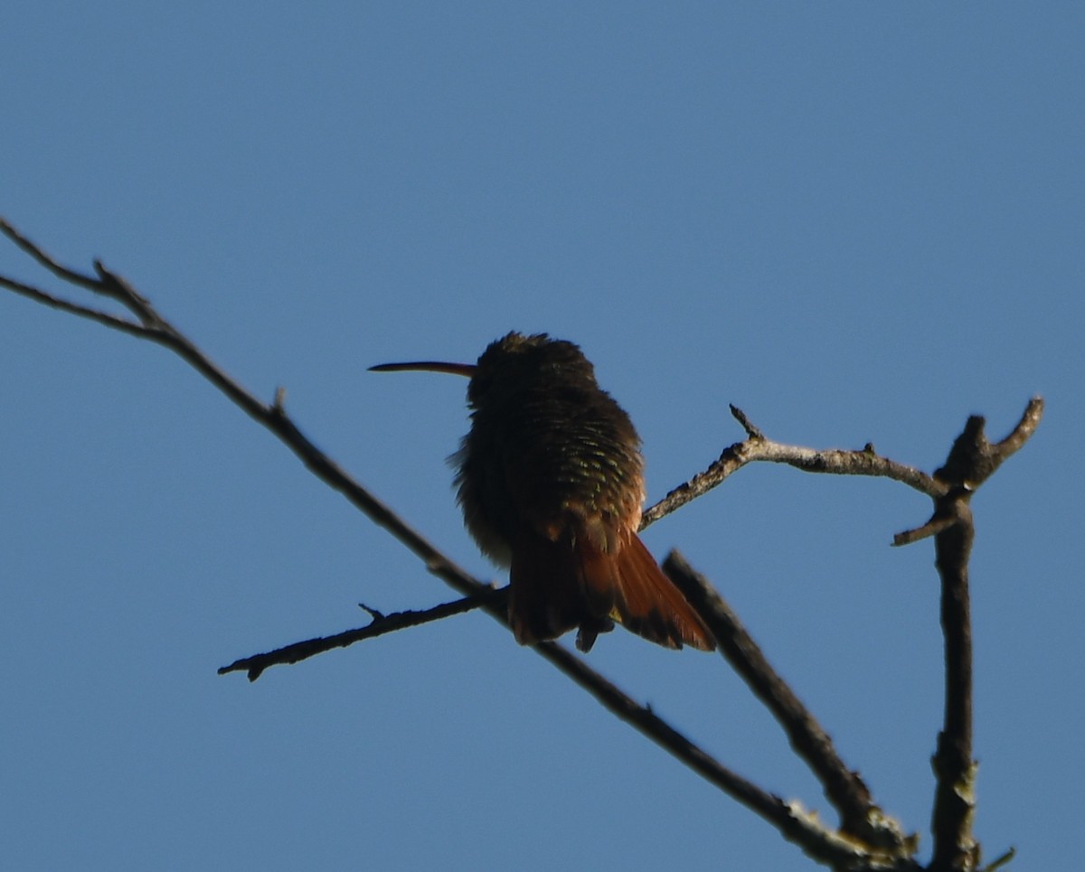 Buff-bellied Hummingbird - ML608610651