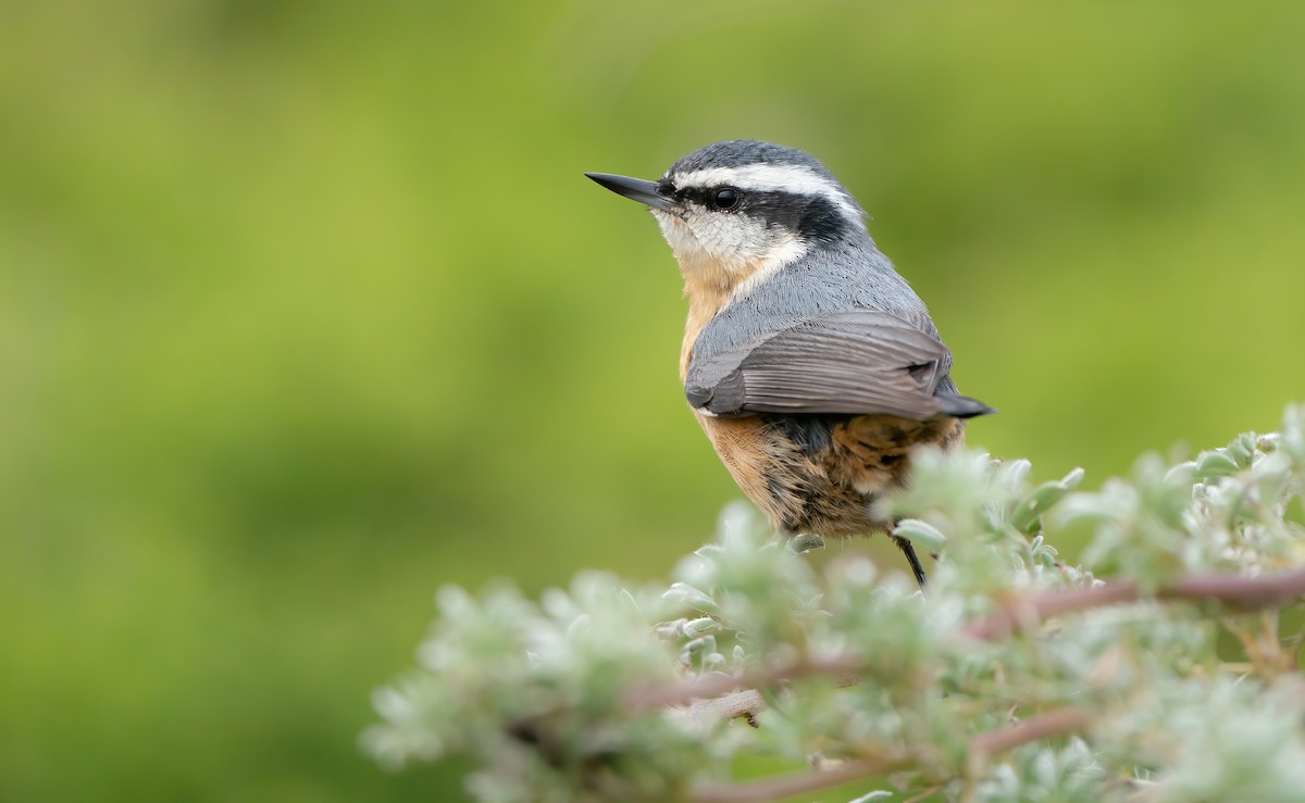 Red-breasted Nuthatch - ML608610655