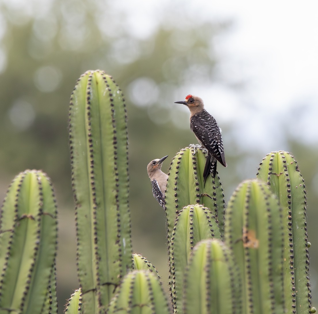 Gray-breasted Woodpecker - ML608610744