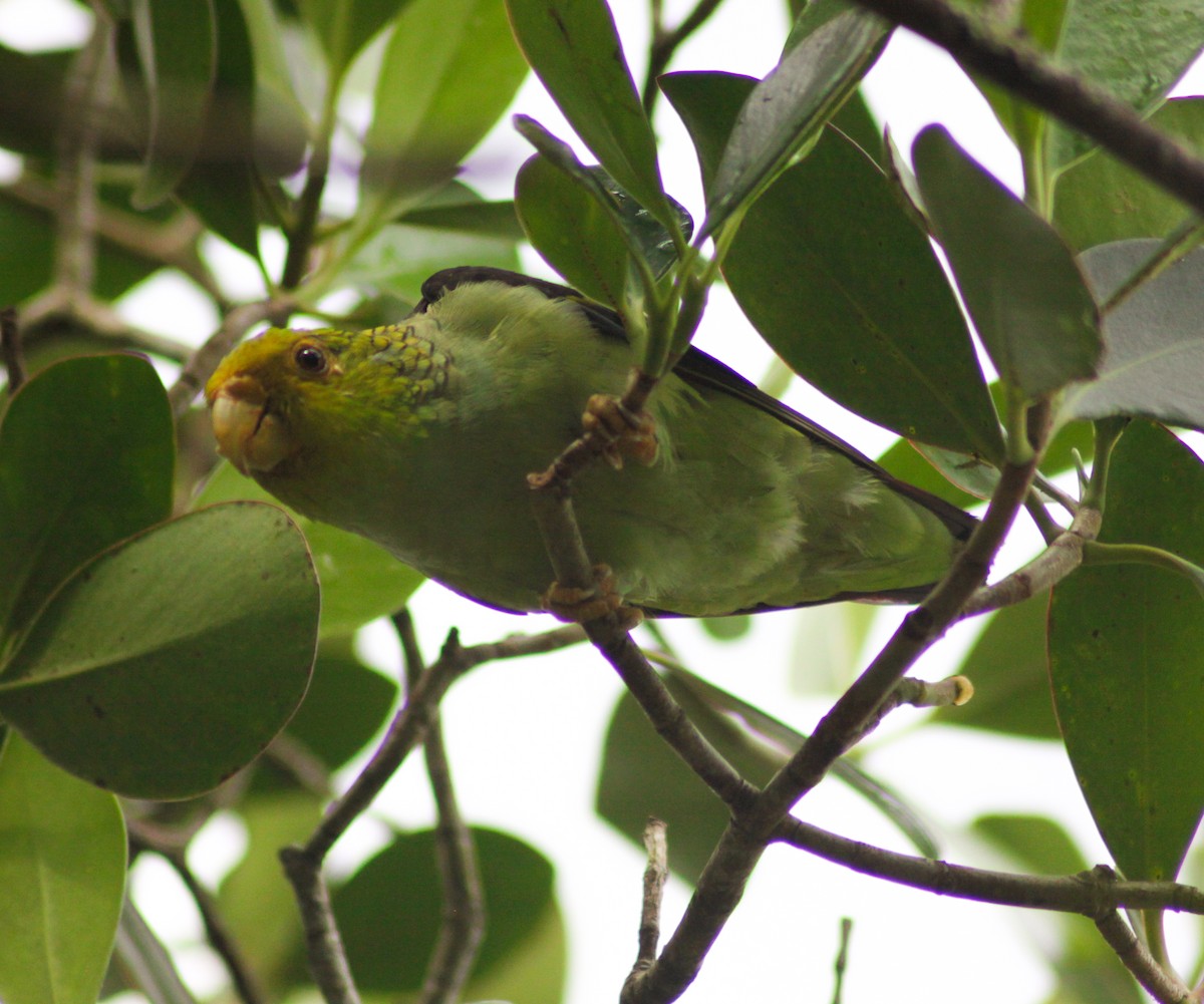 Lilac-tailed Parrotlet - Neftali Mogollón