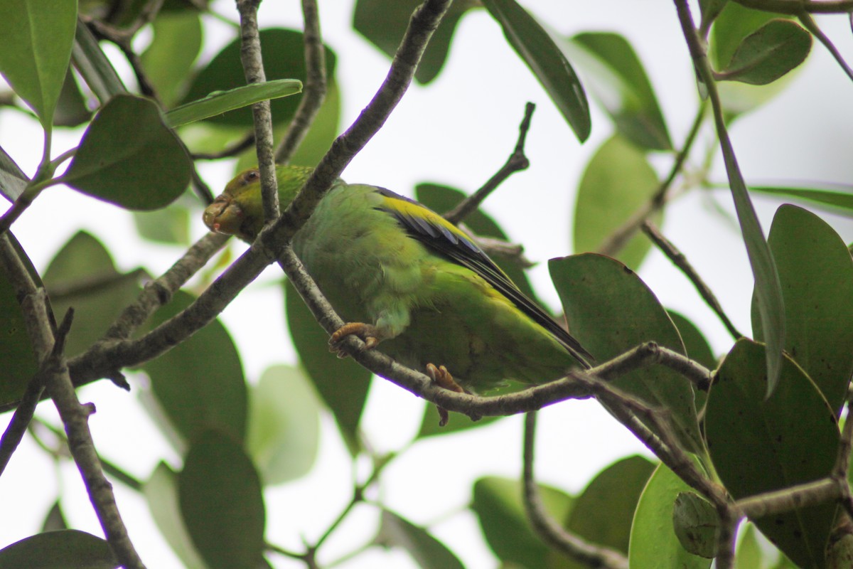 Lilac-tailed Parrotlet - ML608610836