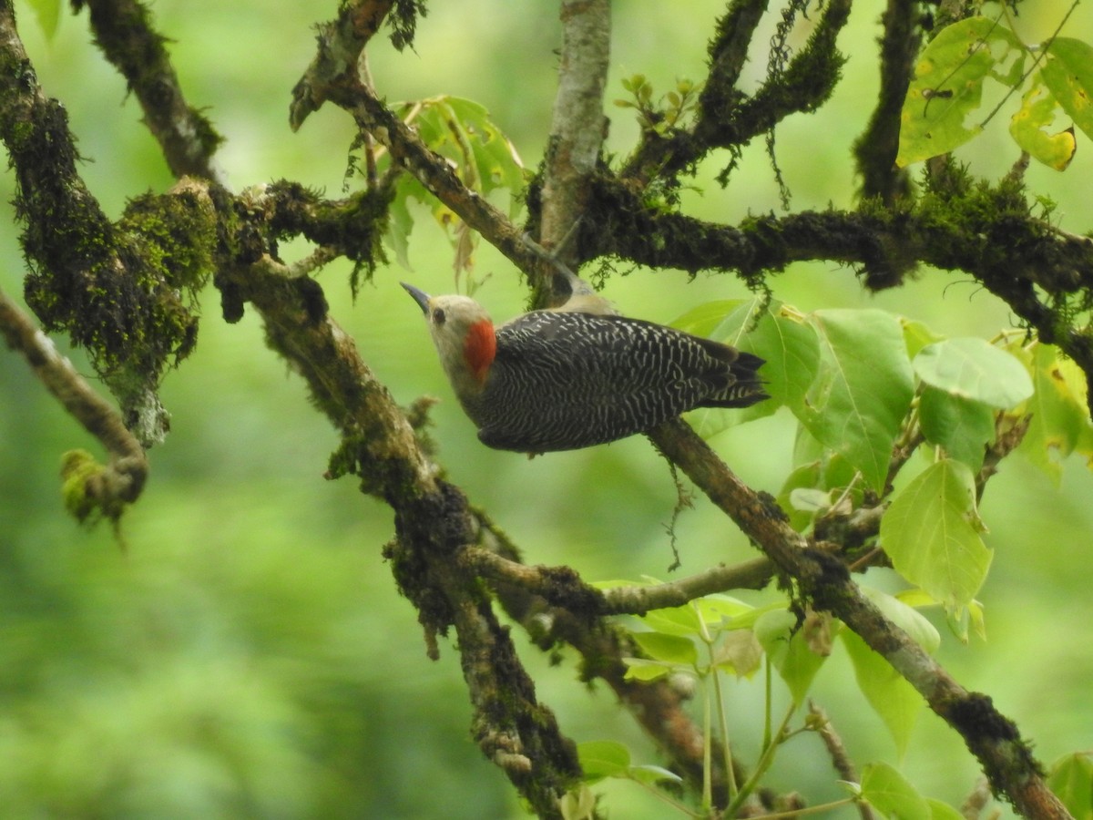 Golden-fronted Woodpecker (Velasquez's) - ML608611018