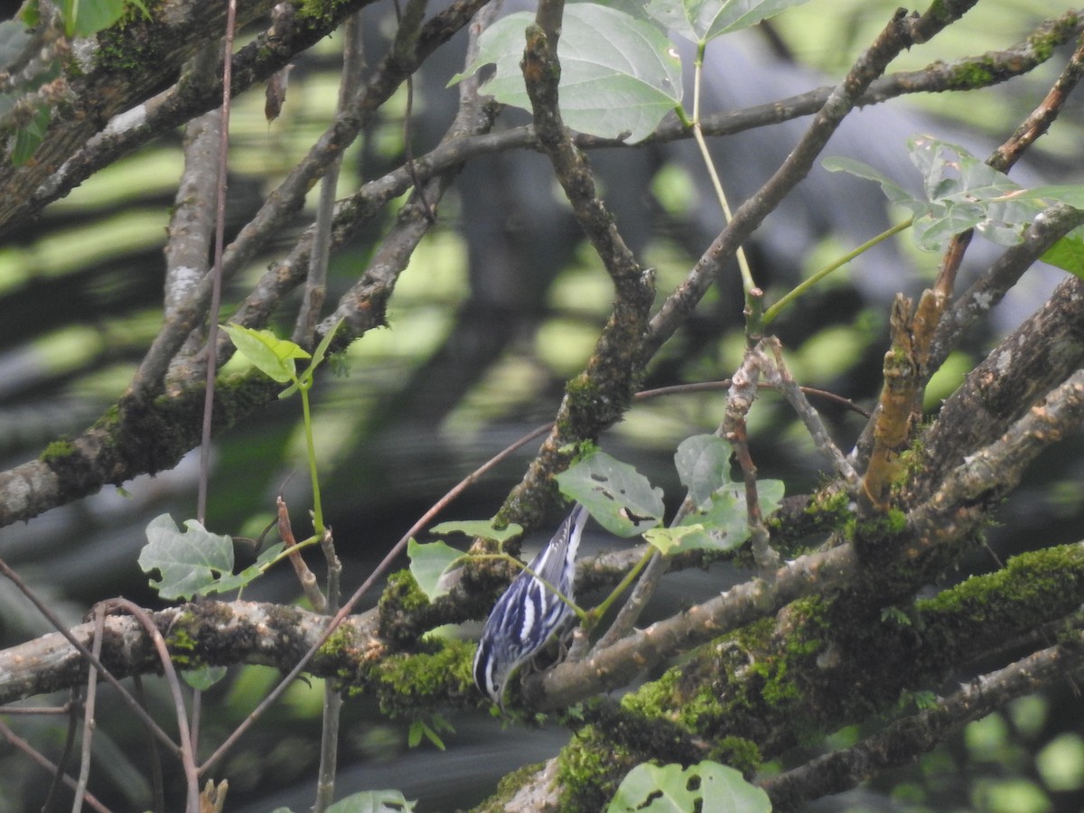 Black-and-white Warbler - ML608611092