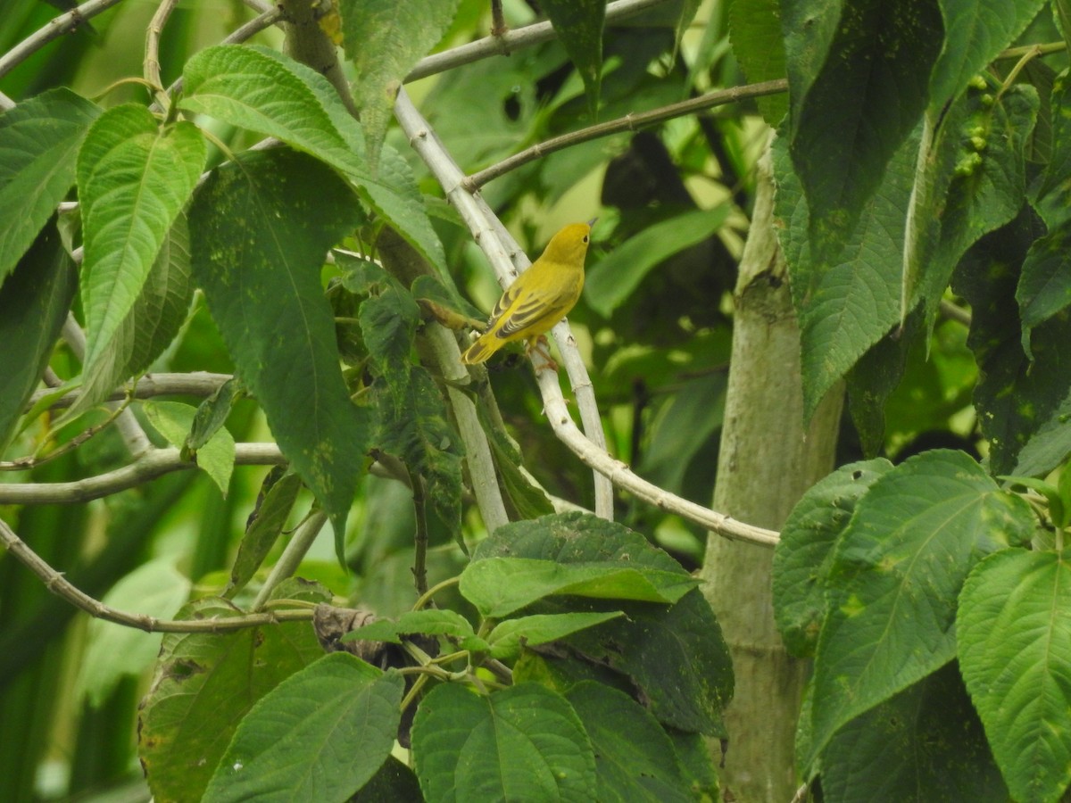 Yellow Warbler (Northern) - ML608611106