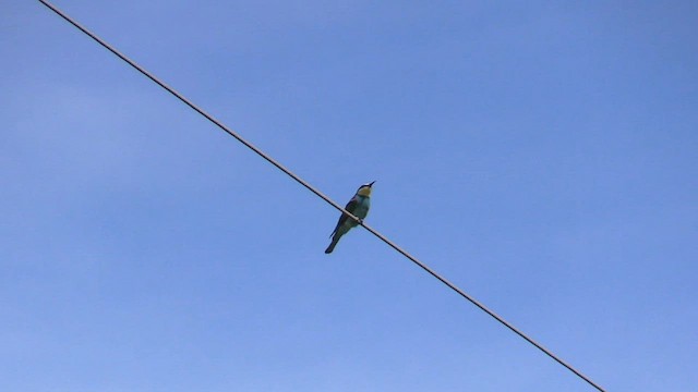European Bee-eater - ML608611345